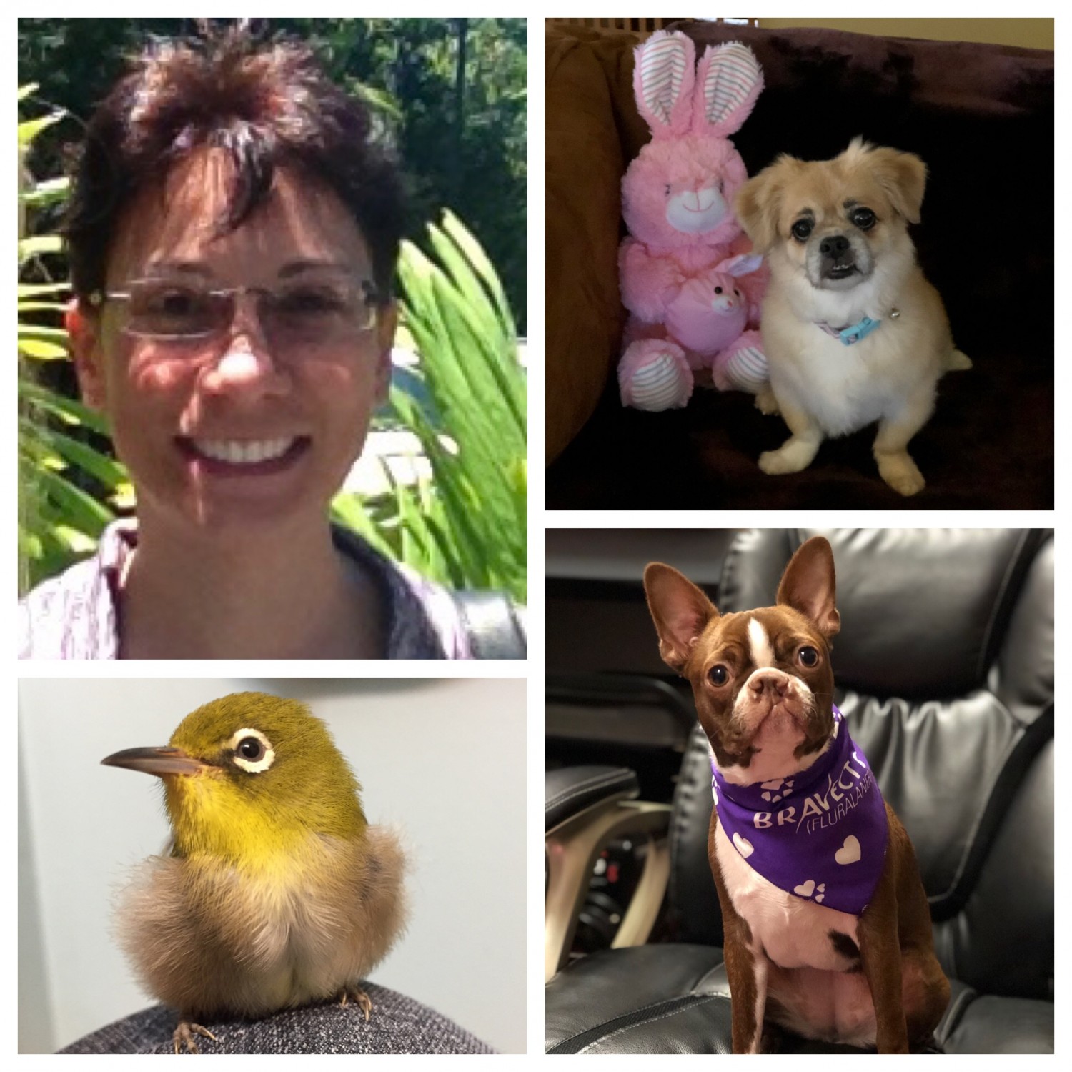 Paradise Animal Clinic - Kalaheo, HI - Our Staff of Vets